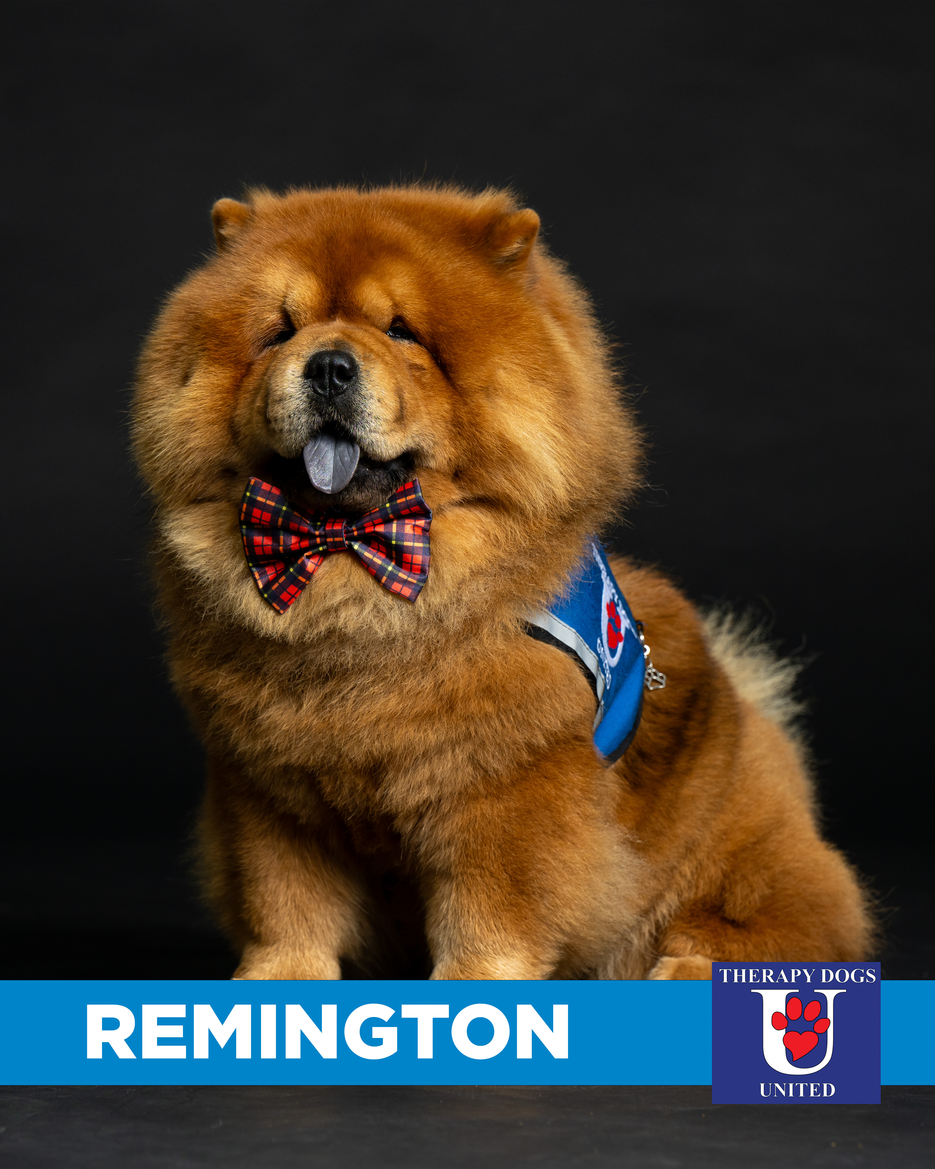 Therapy Dogs Remington v4