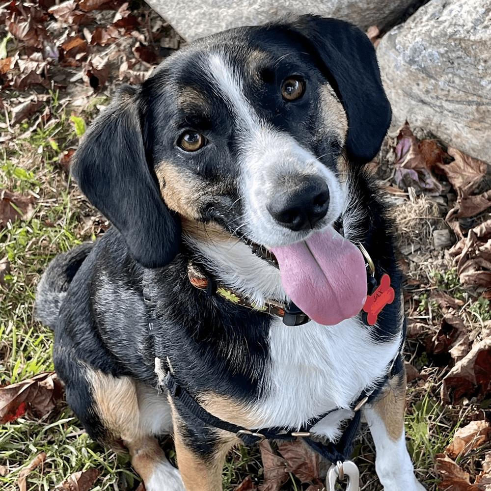 Jax
