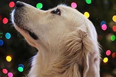 Holiday Shoot