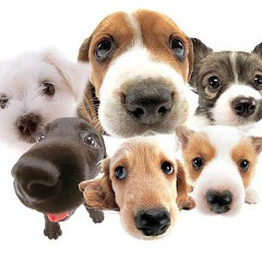 a lot of dogs1