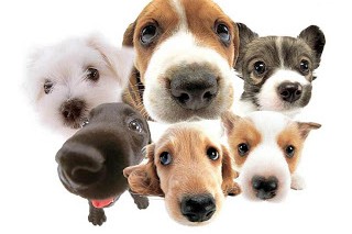 a lot of dogs1