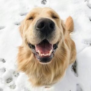 cute dog dogs 43117551 736 736