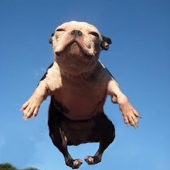 dog blog