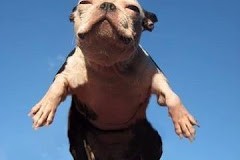 dog blog