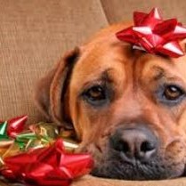 holiday pet photos