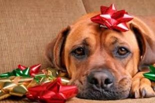holiday pet photos
