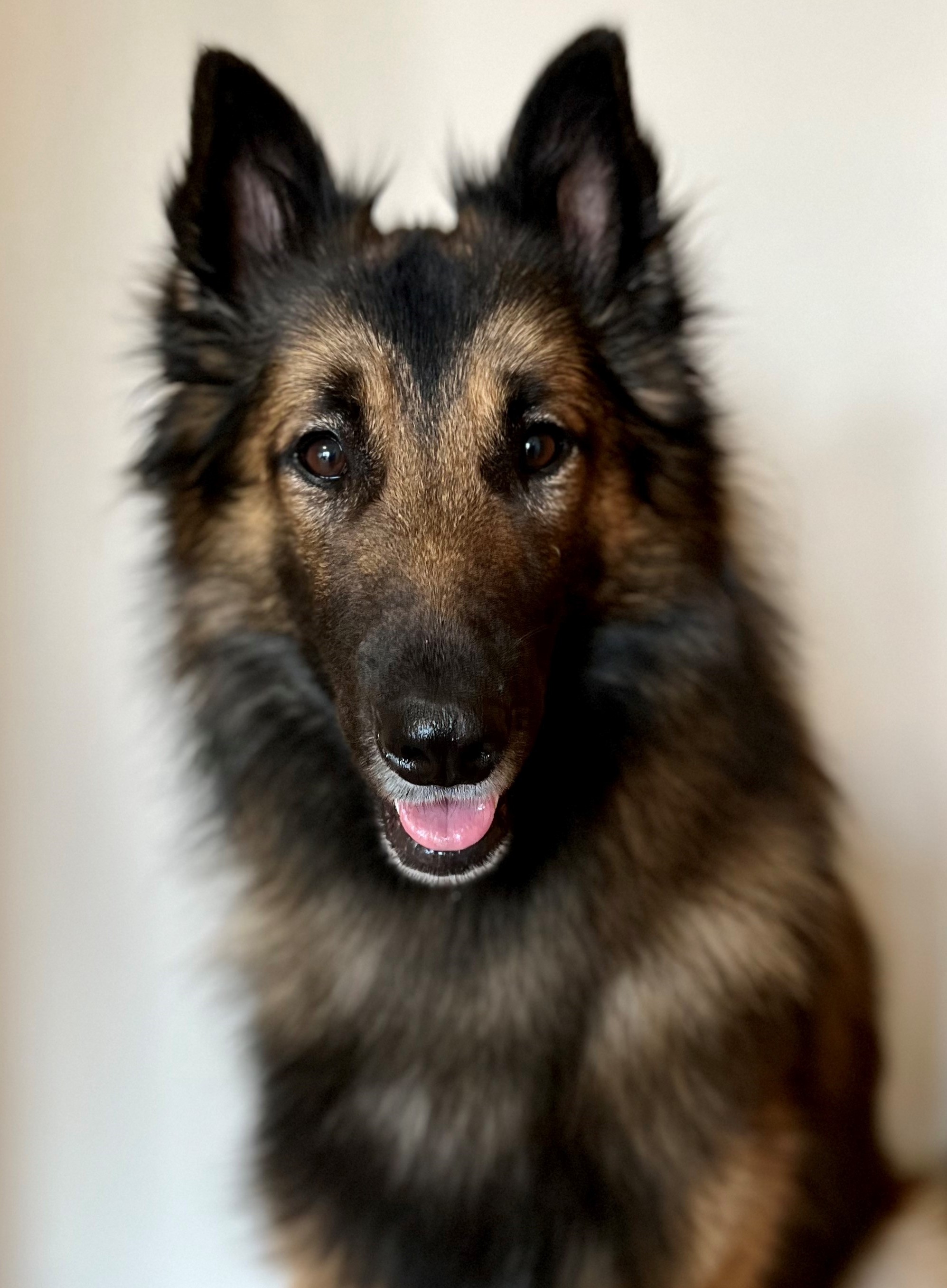 pharaoh