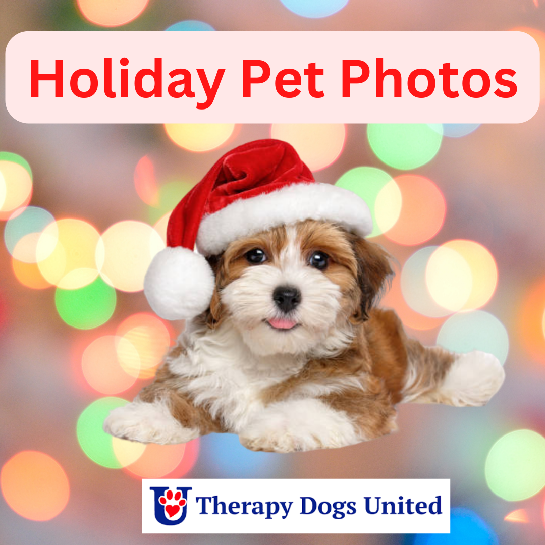 Holiday Pet Photos