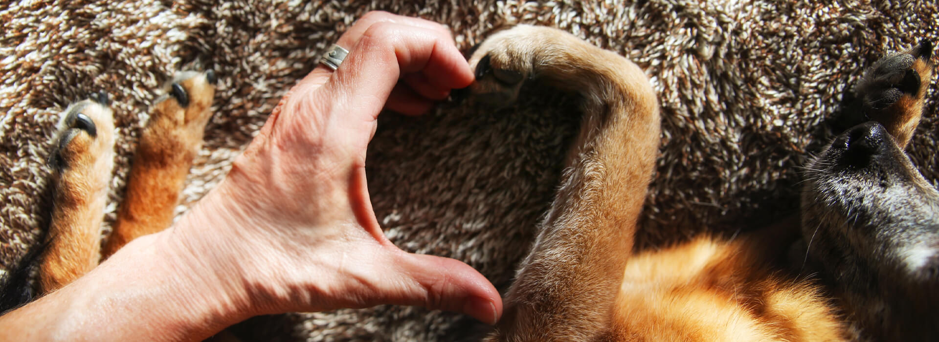 Paw heart