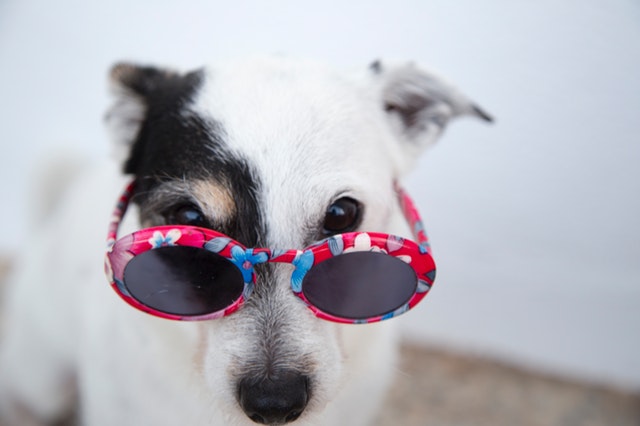 dog red glasses