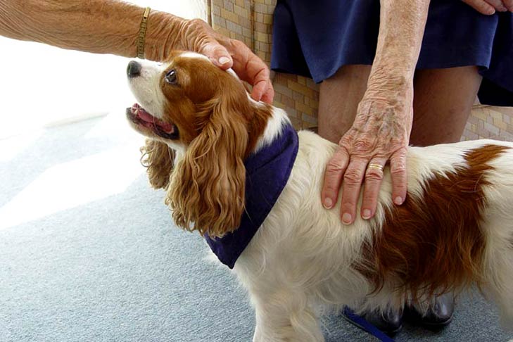 therapy dog and seniors