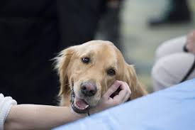 therapy dog v2
