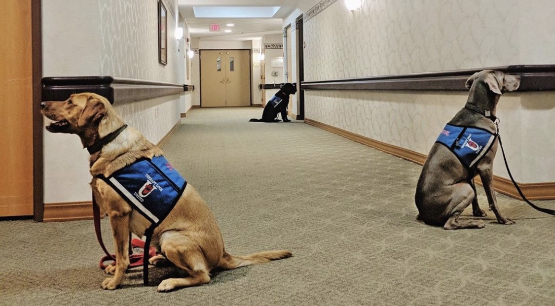 visiting dogs