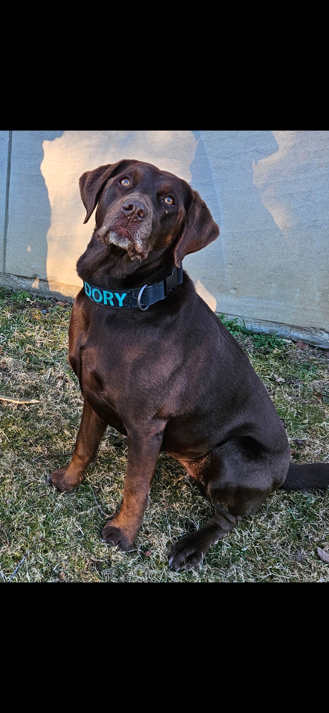 Dory
