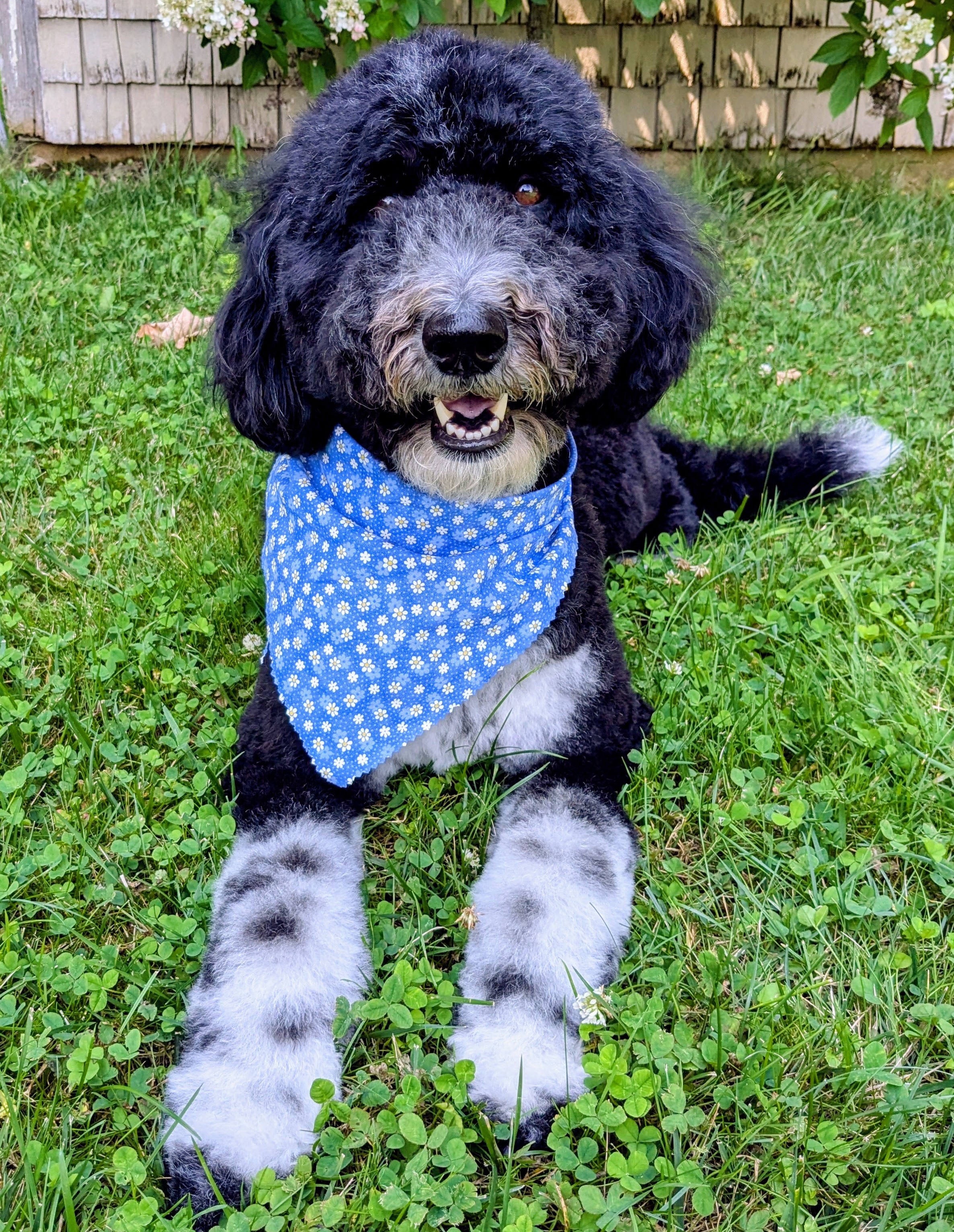 Roxy