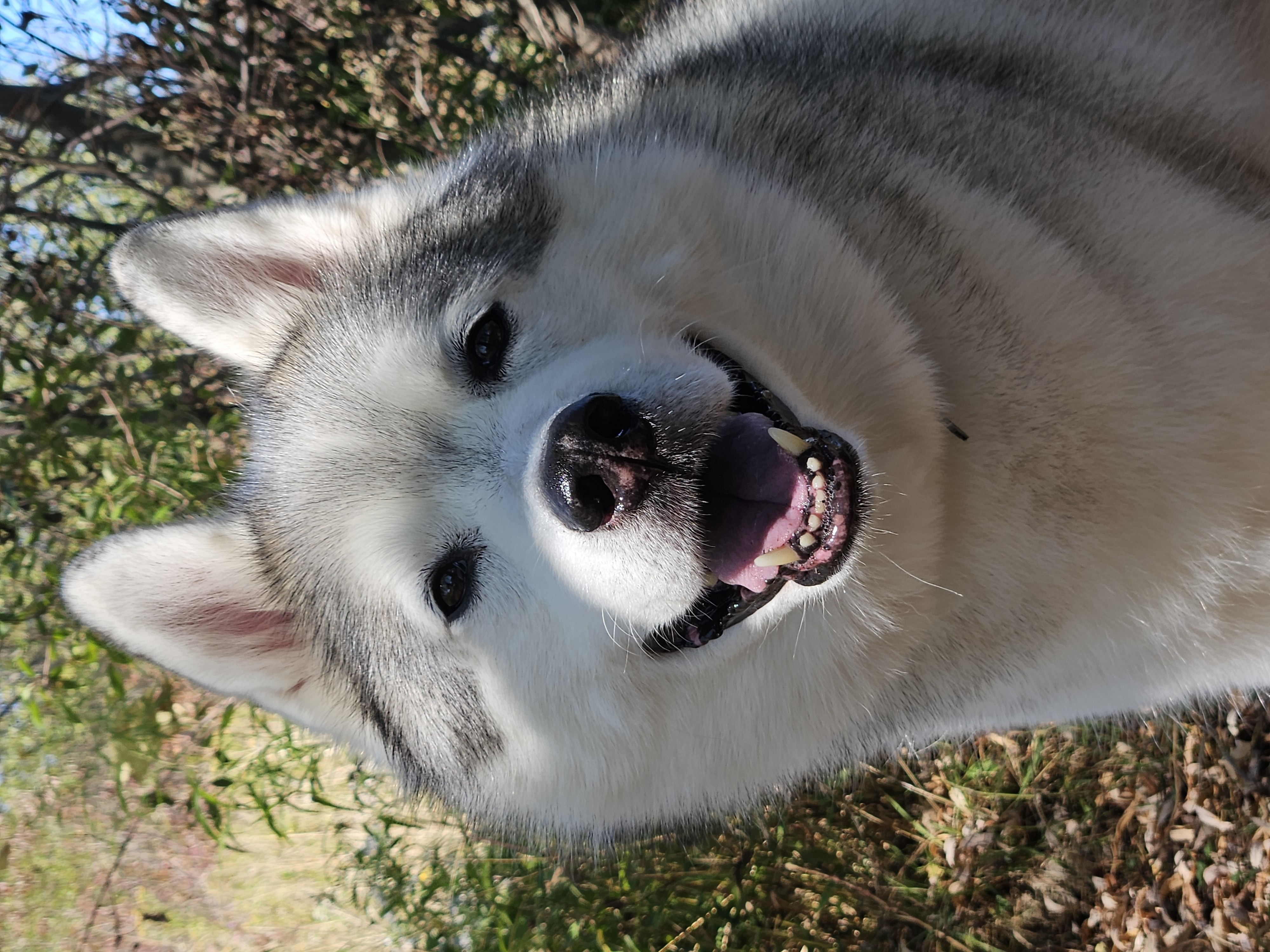 Kunik