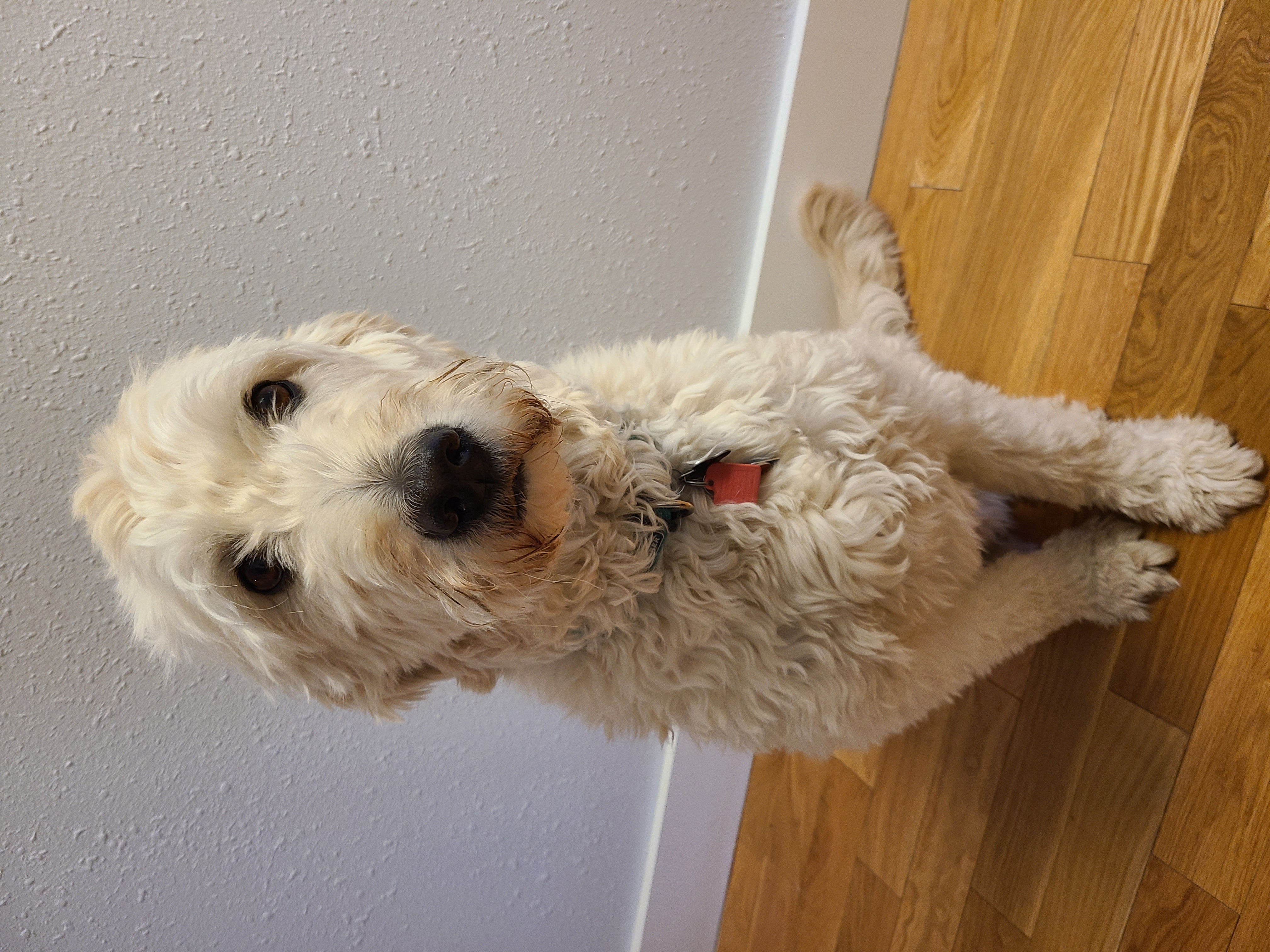 Wally