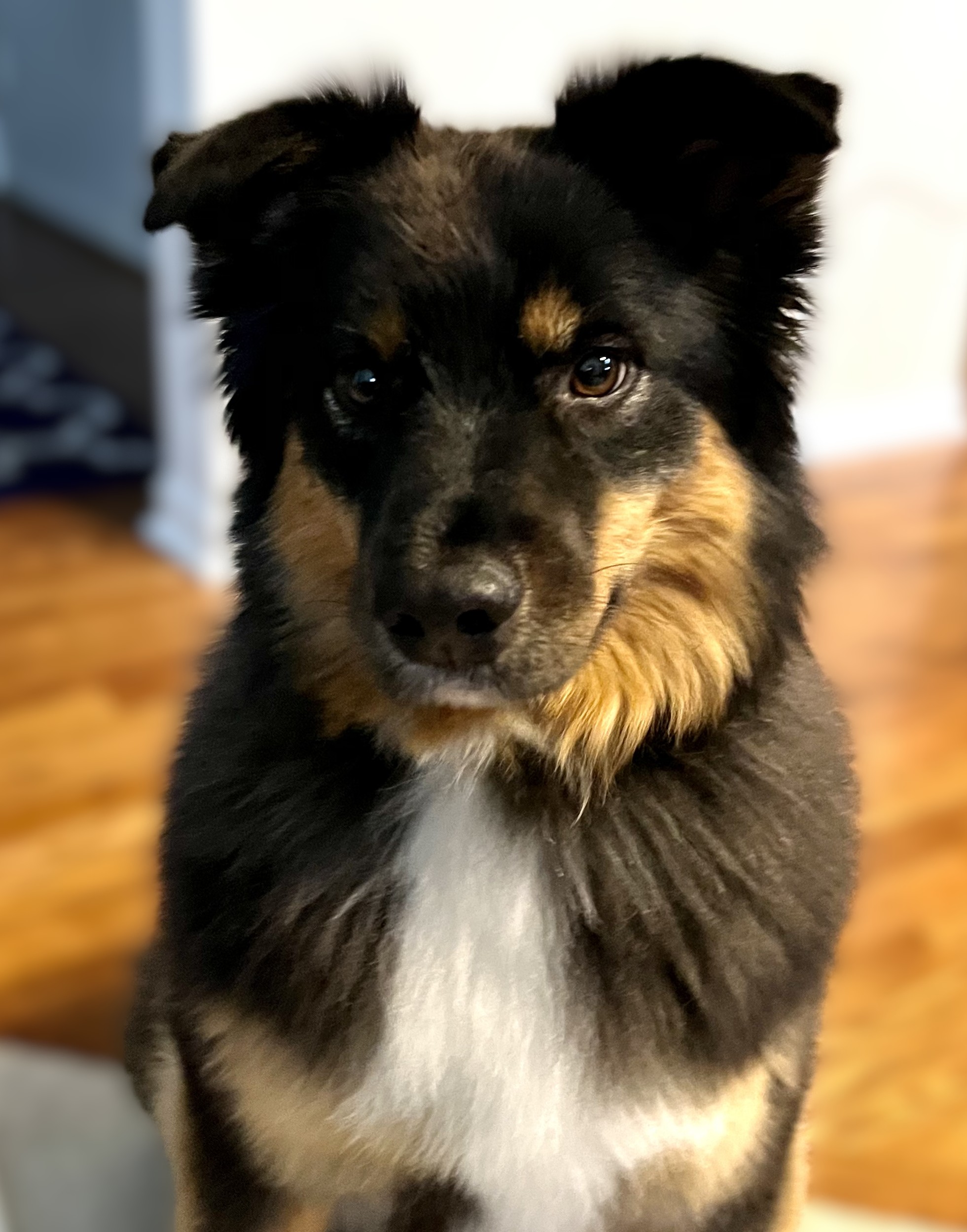 Bernie
