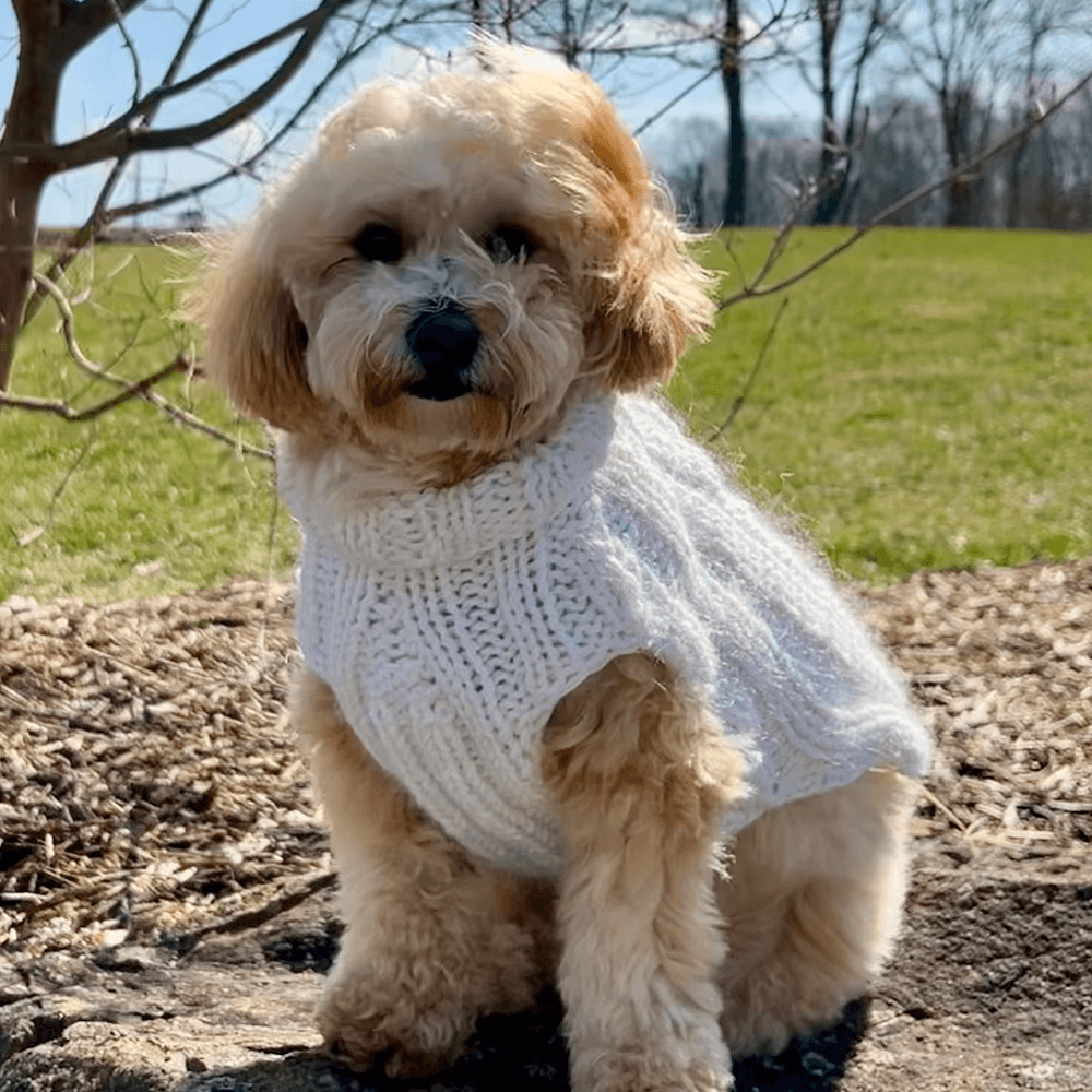 Biscuit