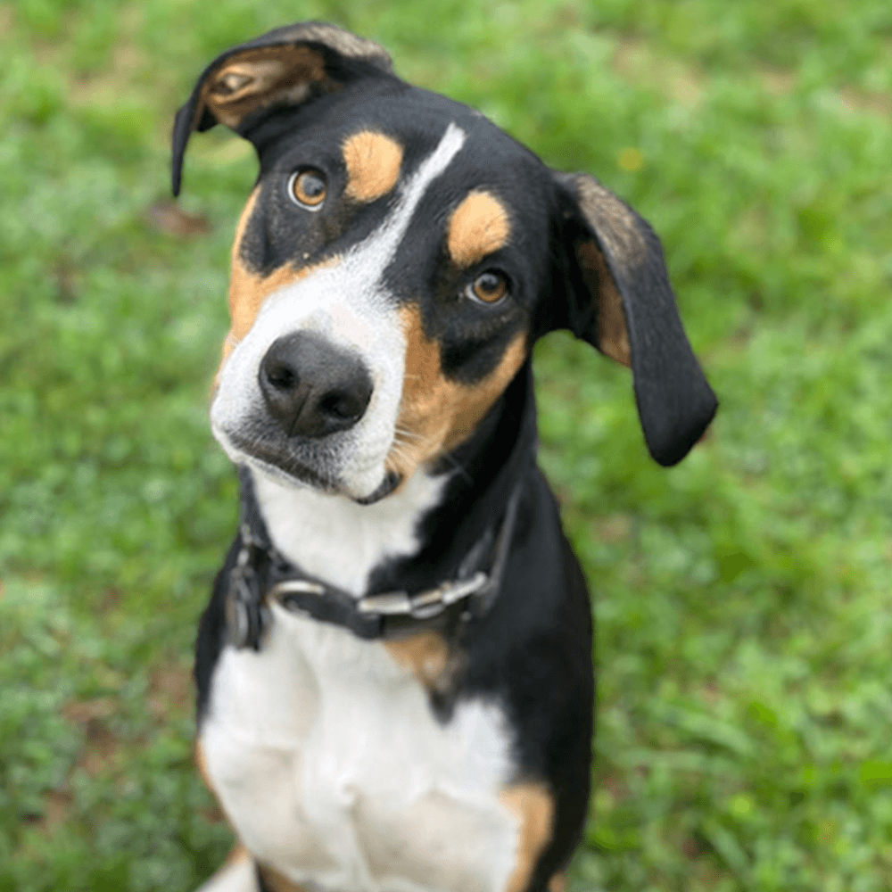 Chester