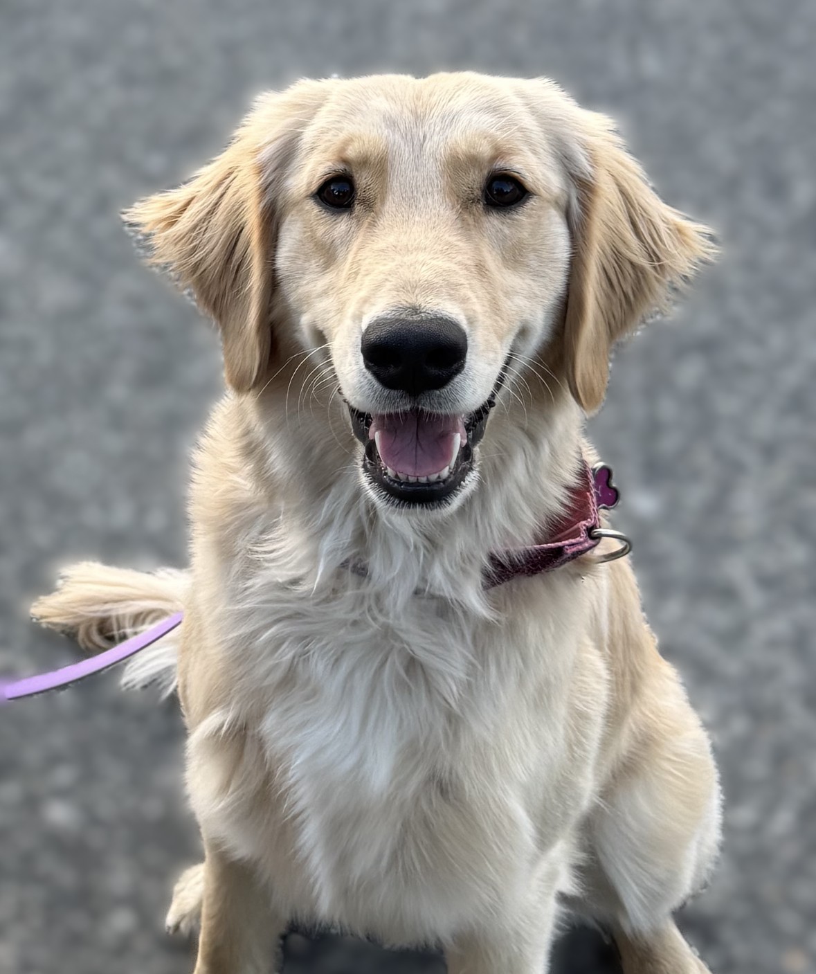 Daisy