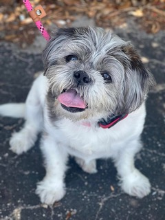 Daisy