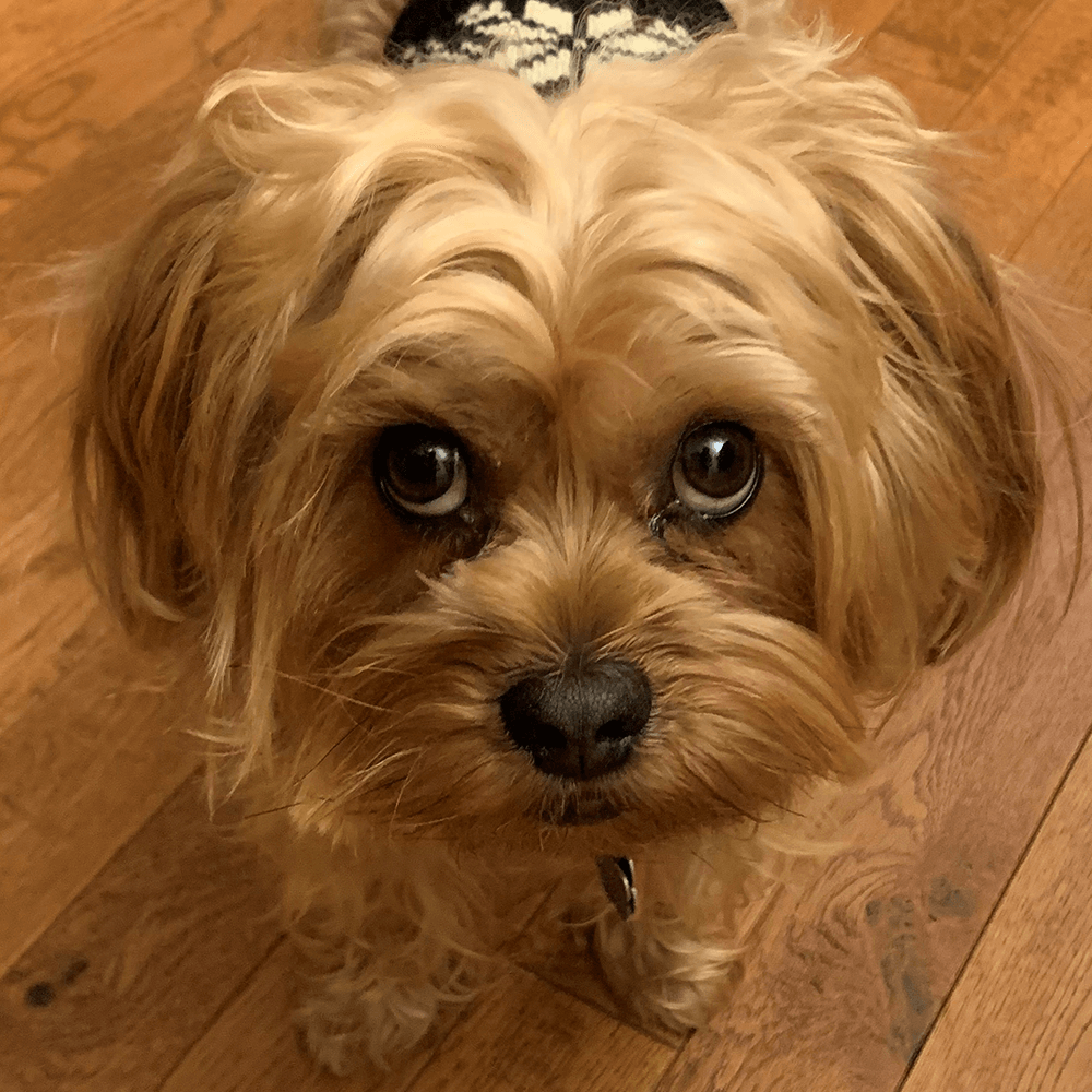 Gus 