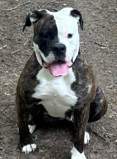 Harper