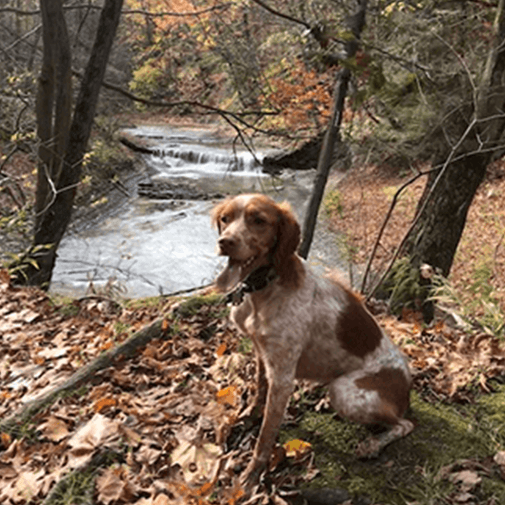 Hazel