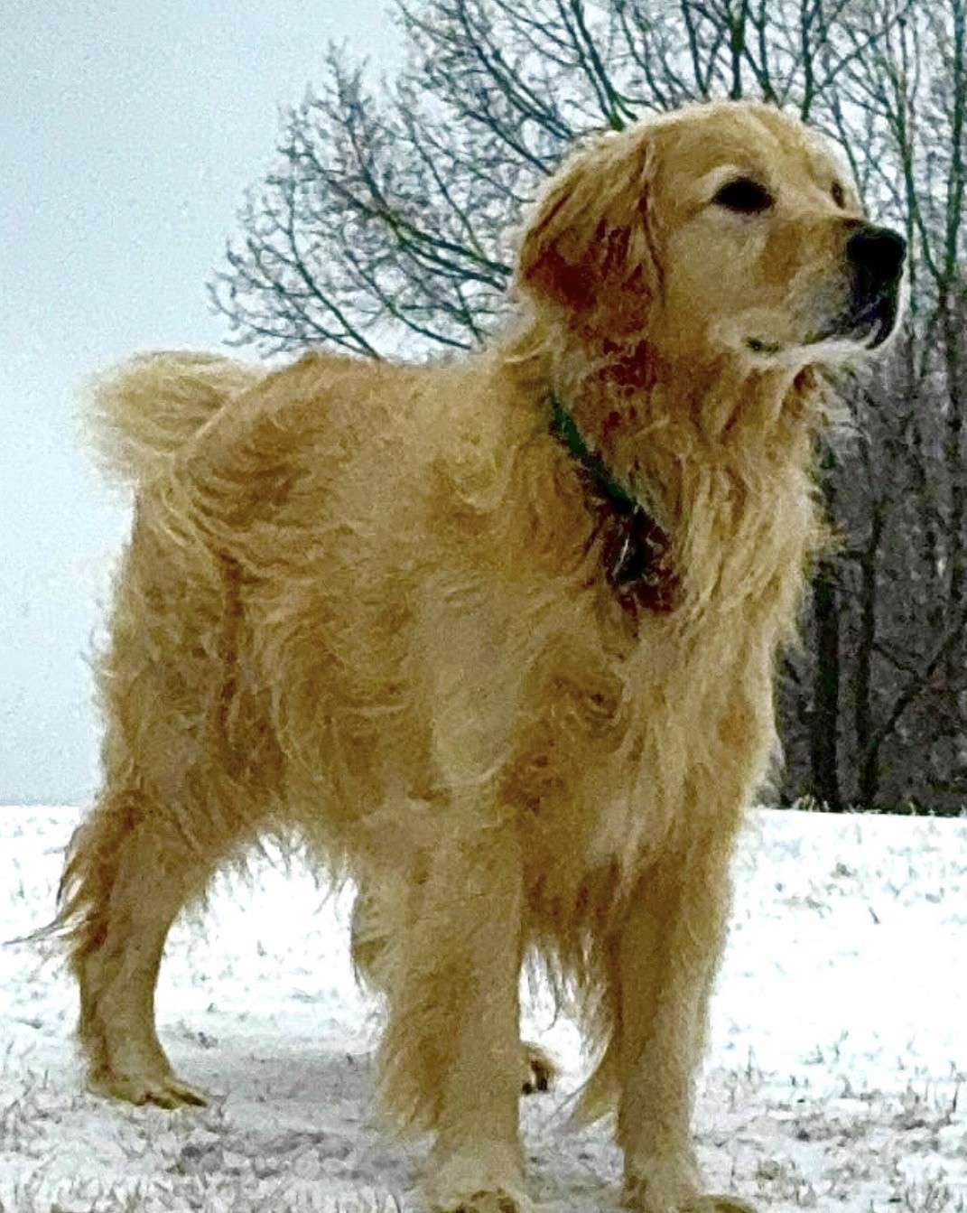 Leo