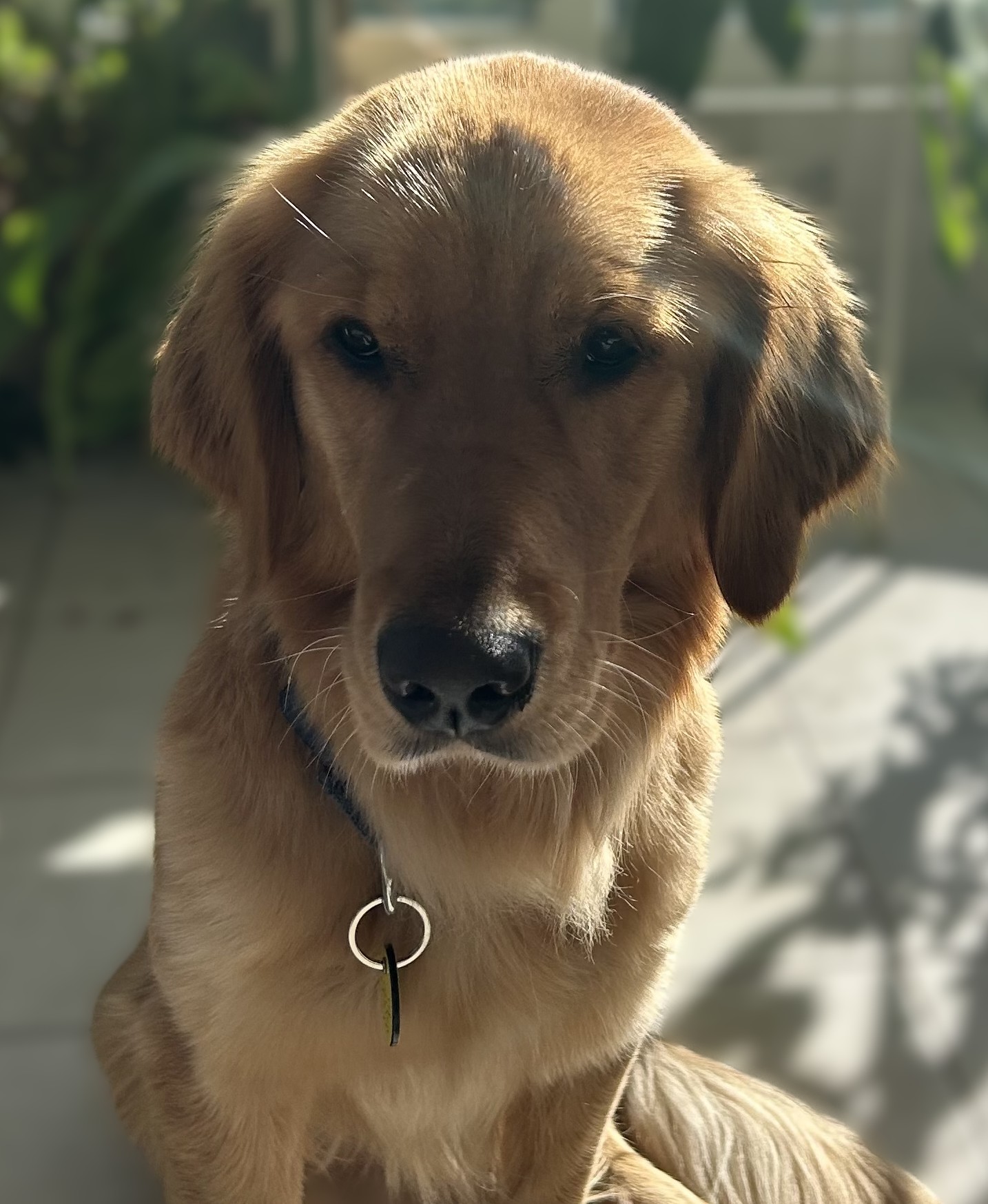 Kallie