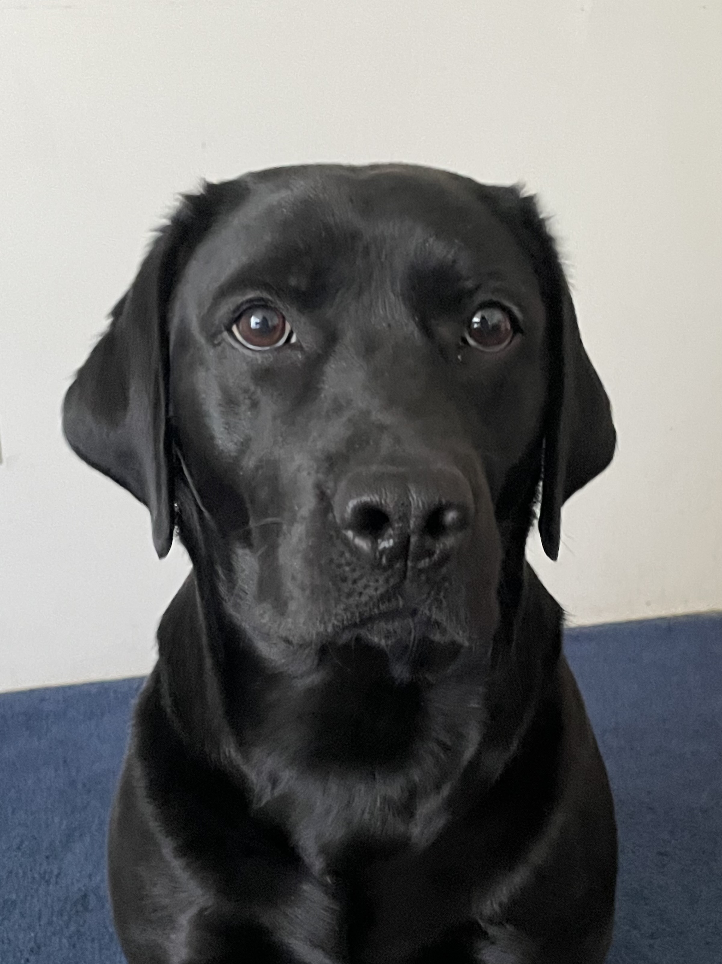 Onyx
