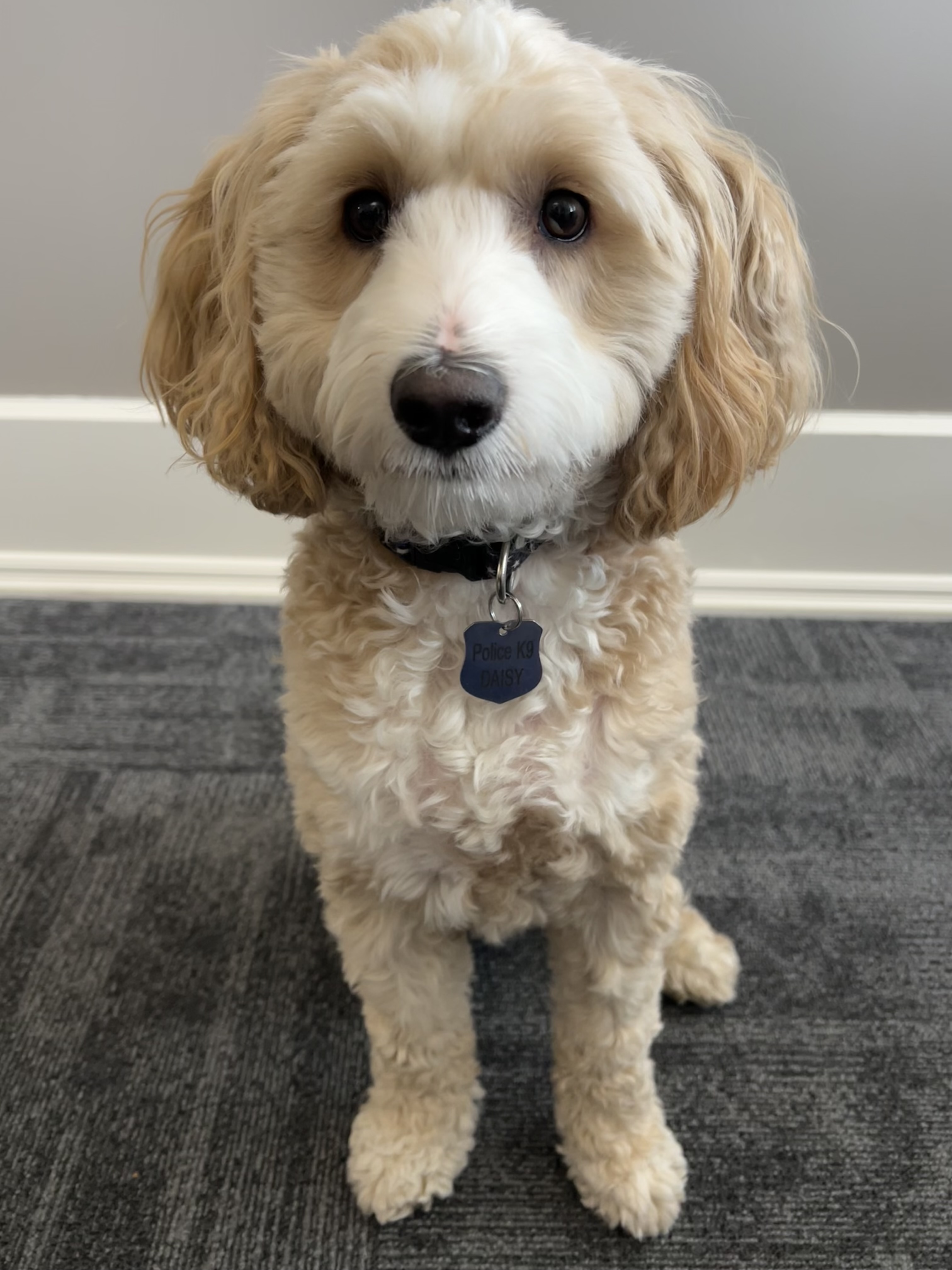 Daisy