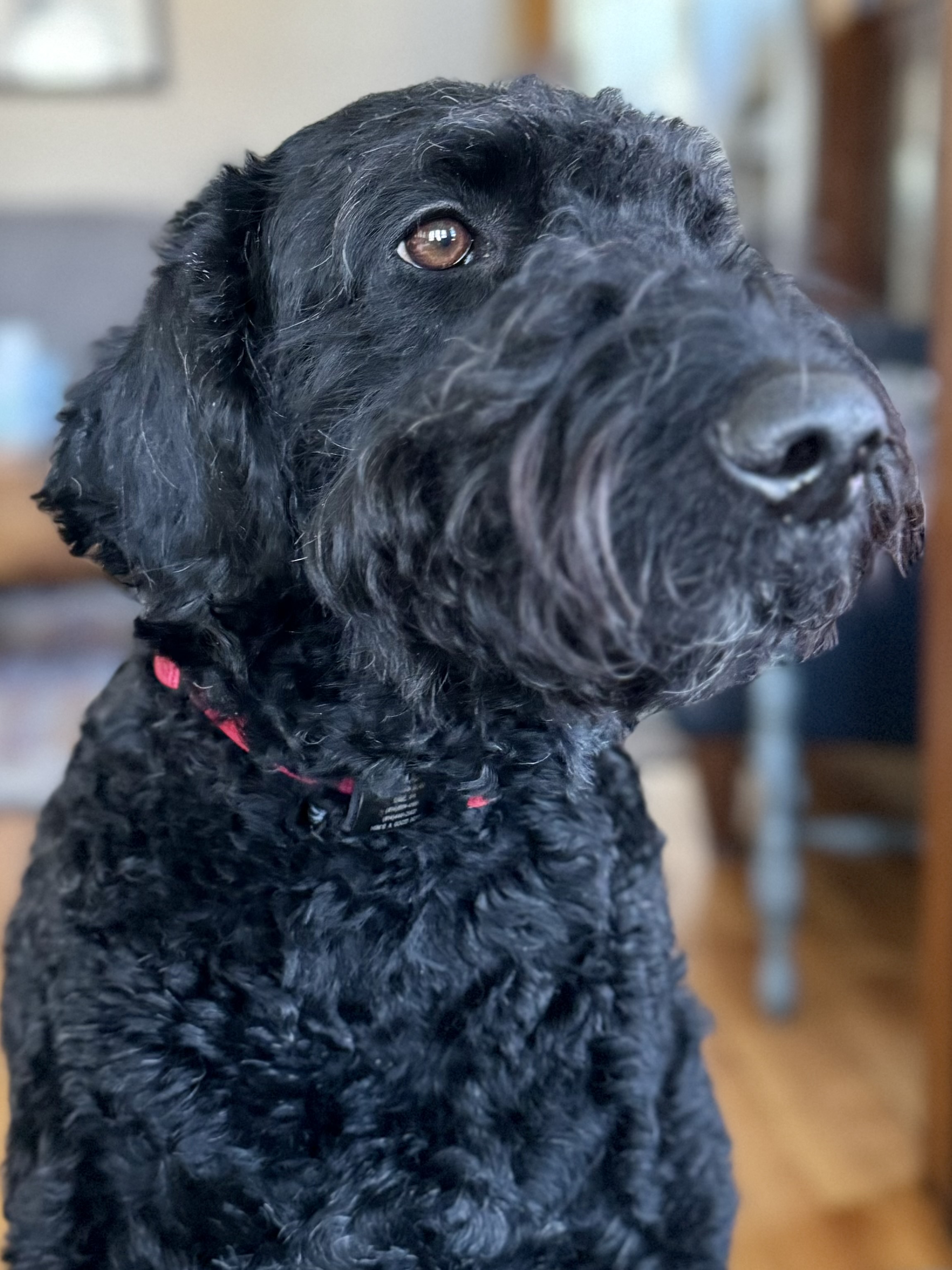 Buddy