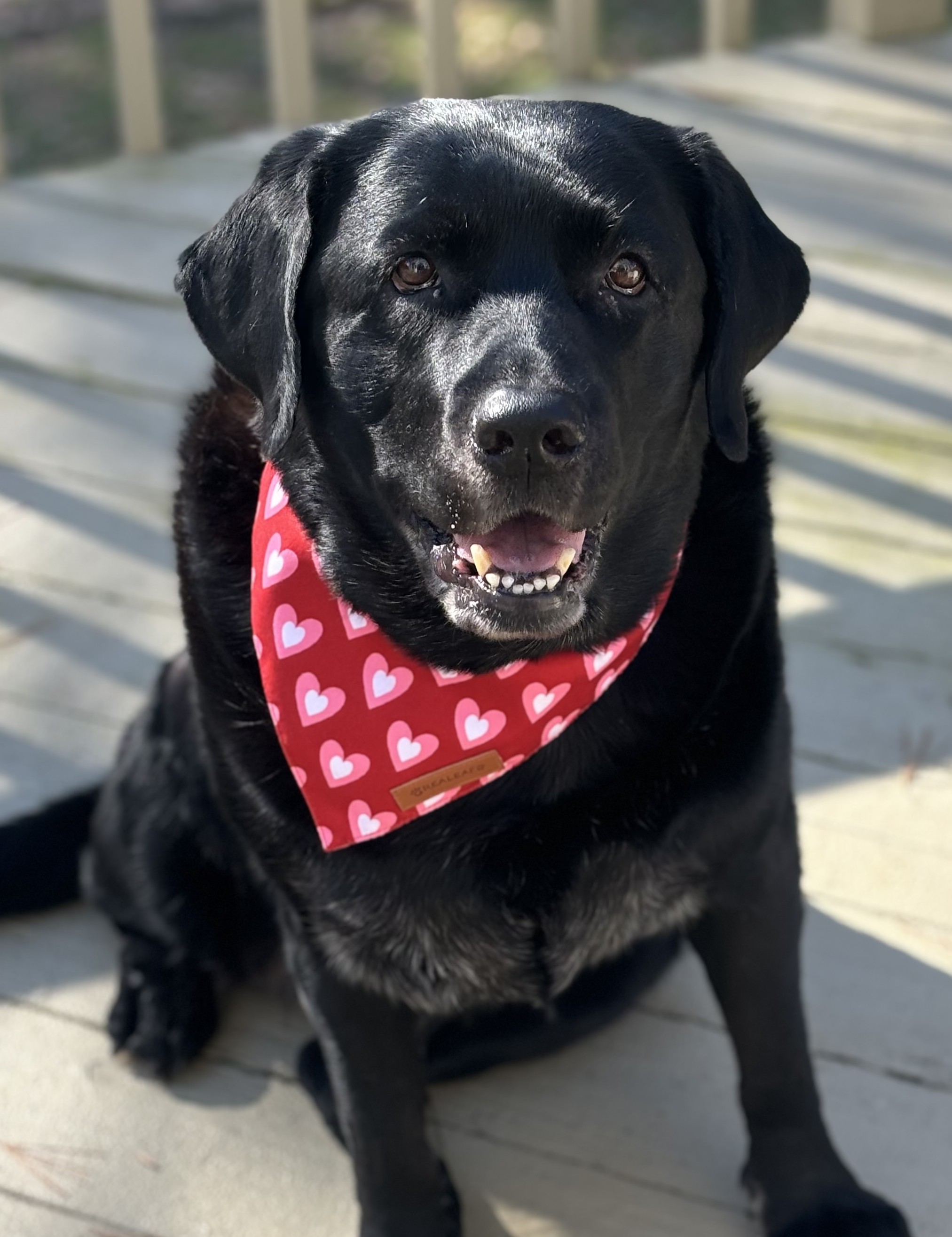Sadie