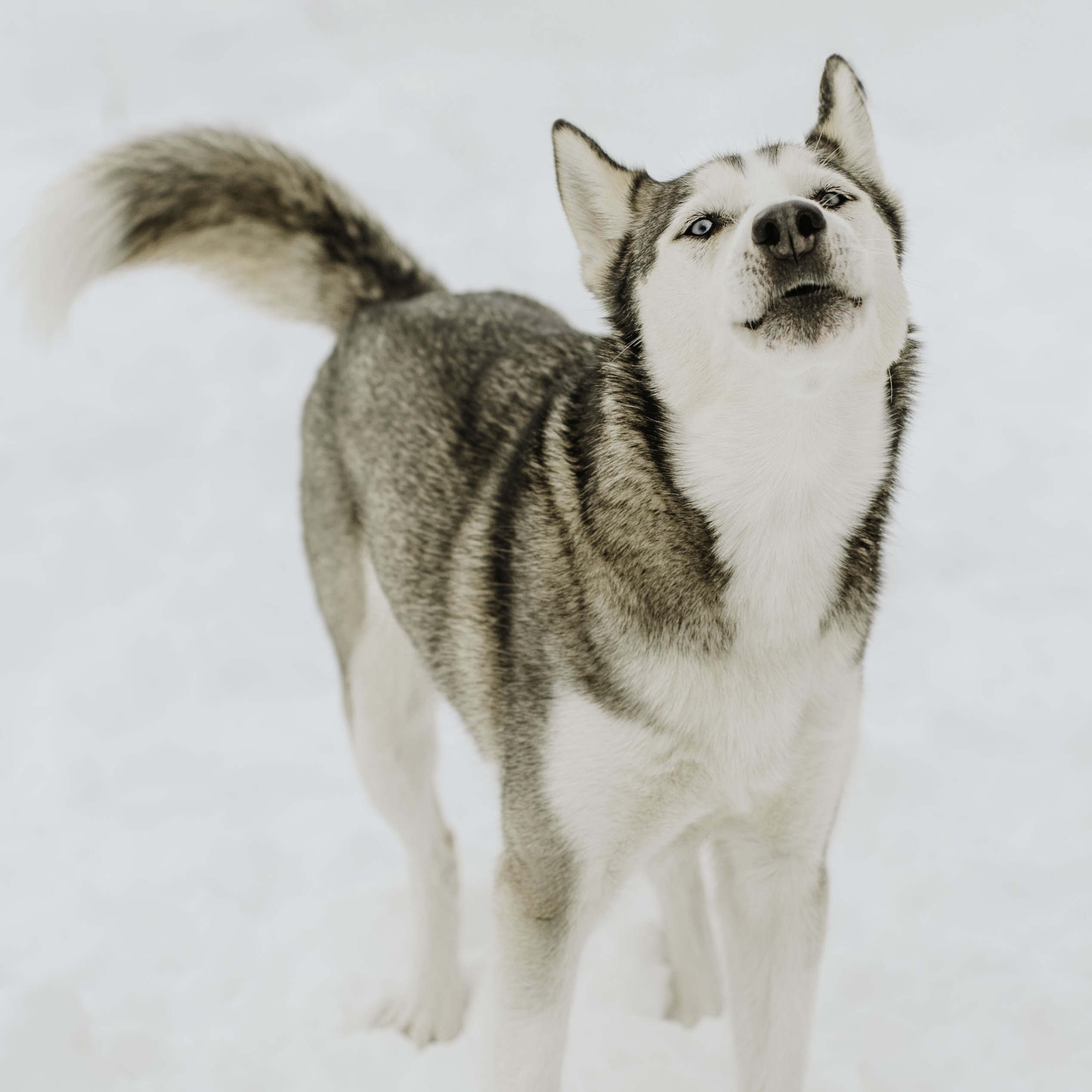 Zula