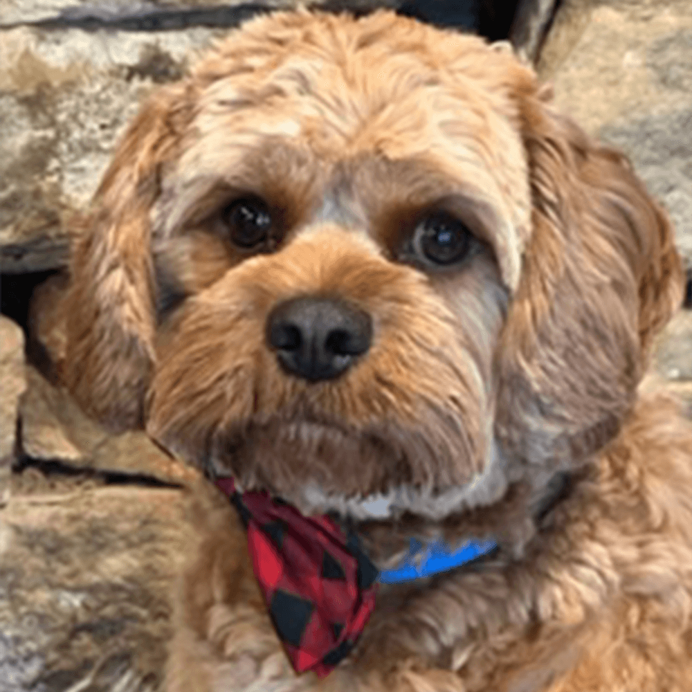 Oliver