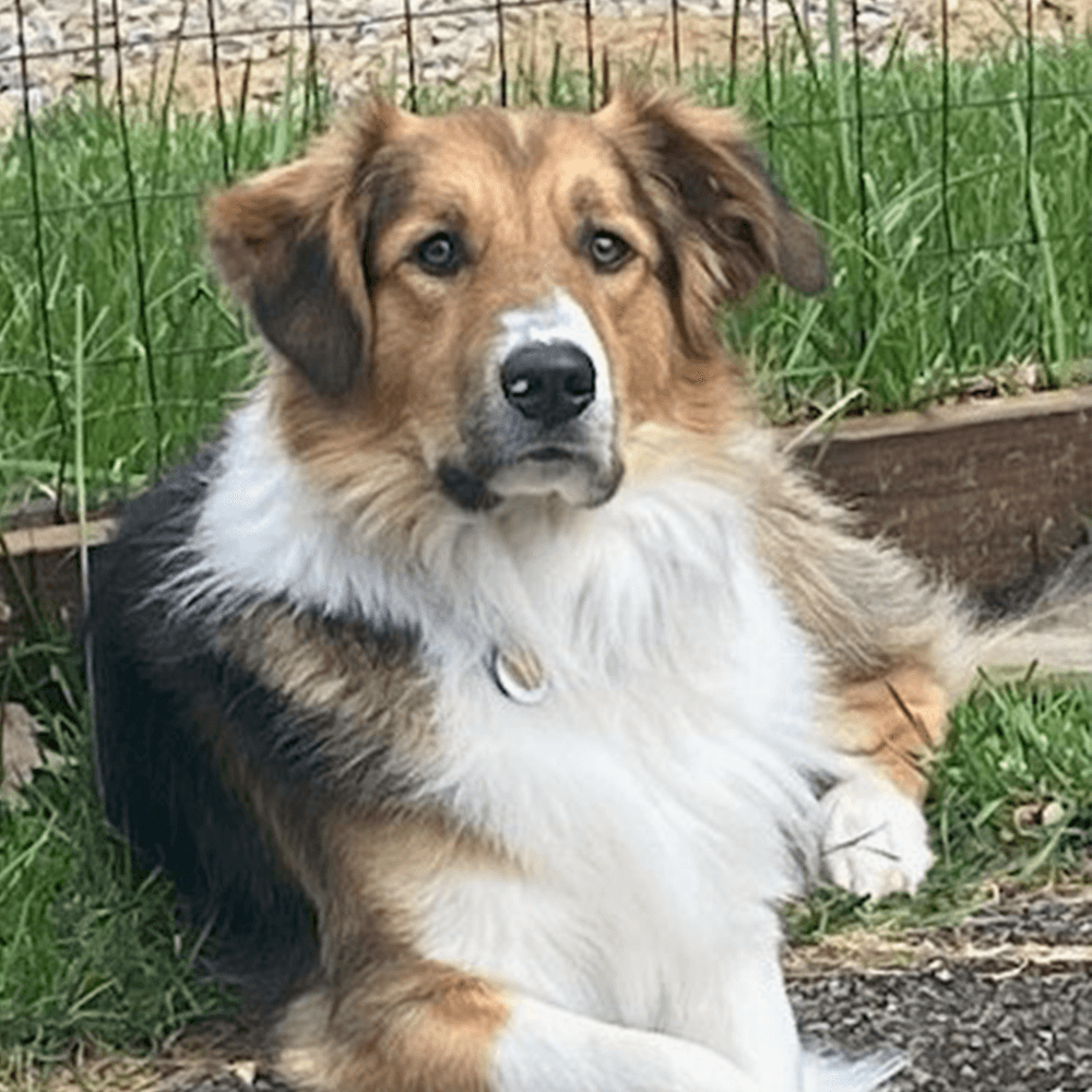 Sammy