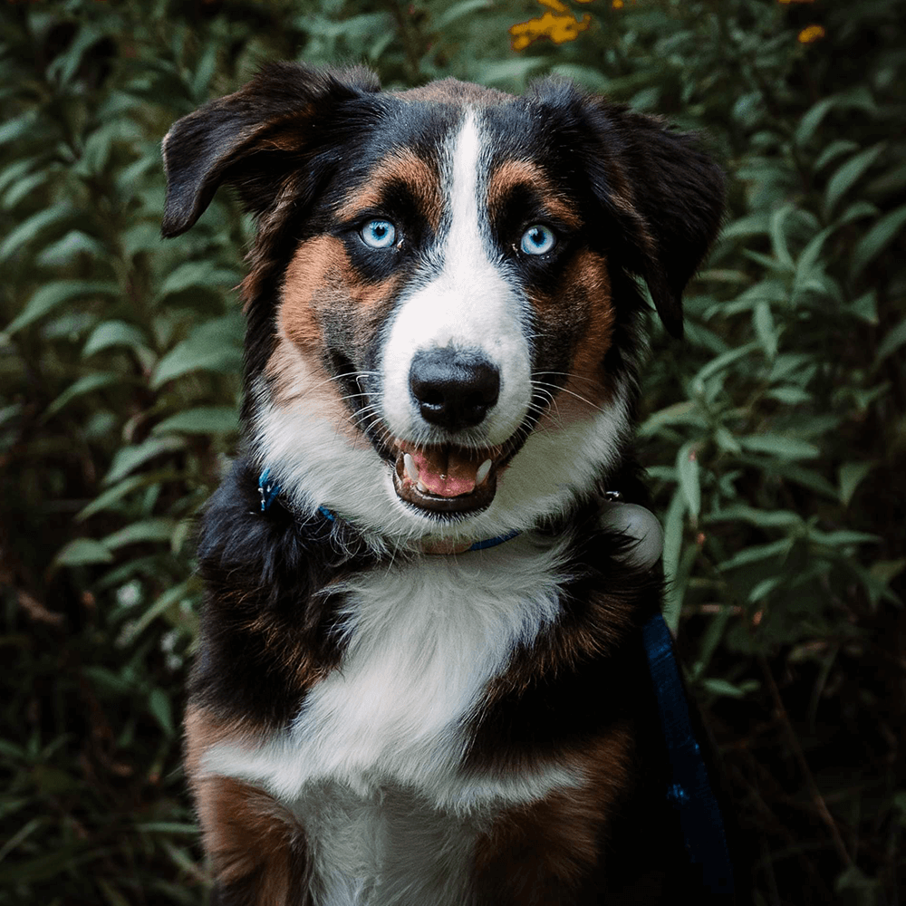 Sawyer