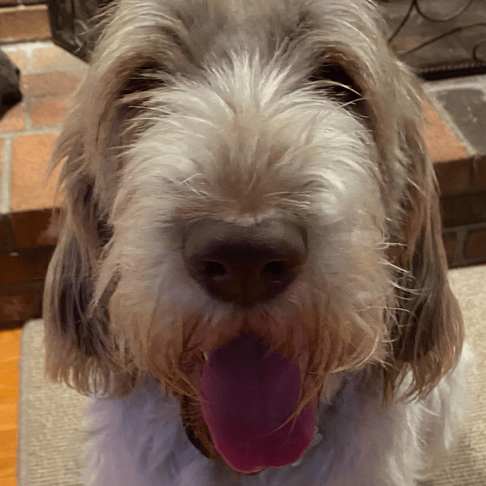 Stella