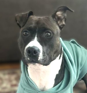 Phoebe