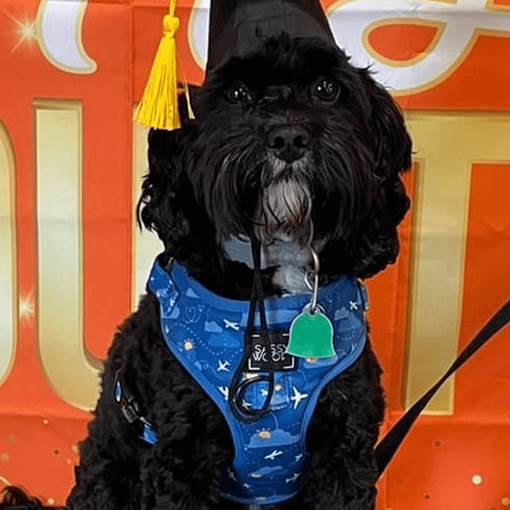 Teddi
