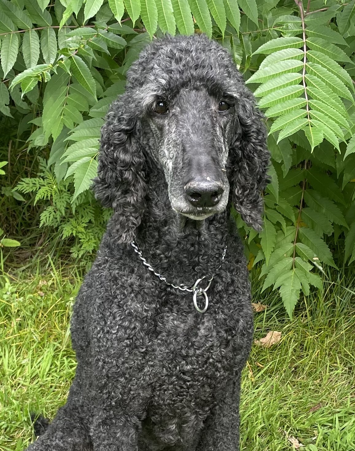Baxter