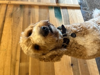 Cooper
