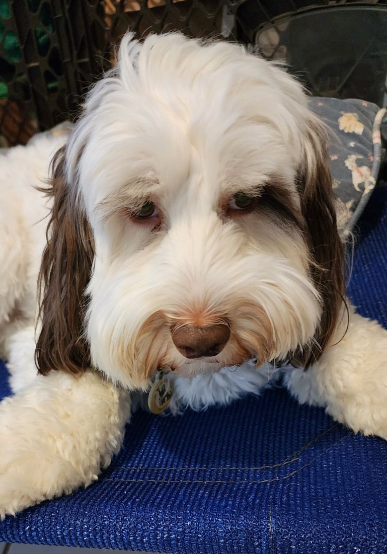 Gulliver