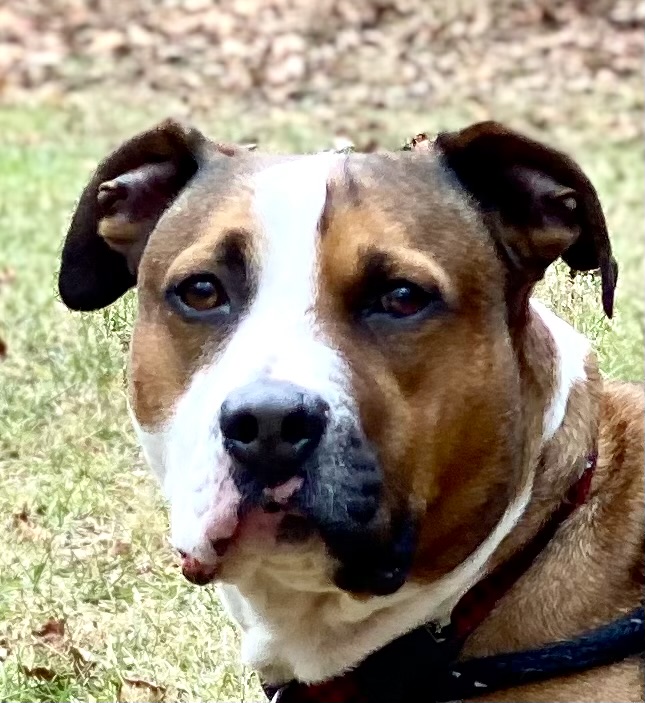 Hank