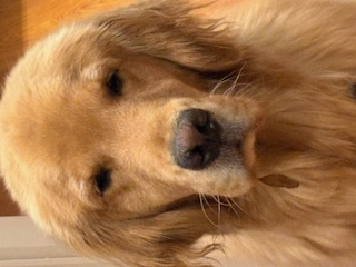 Gus