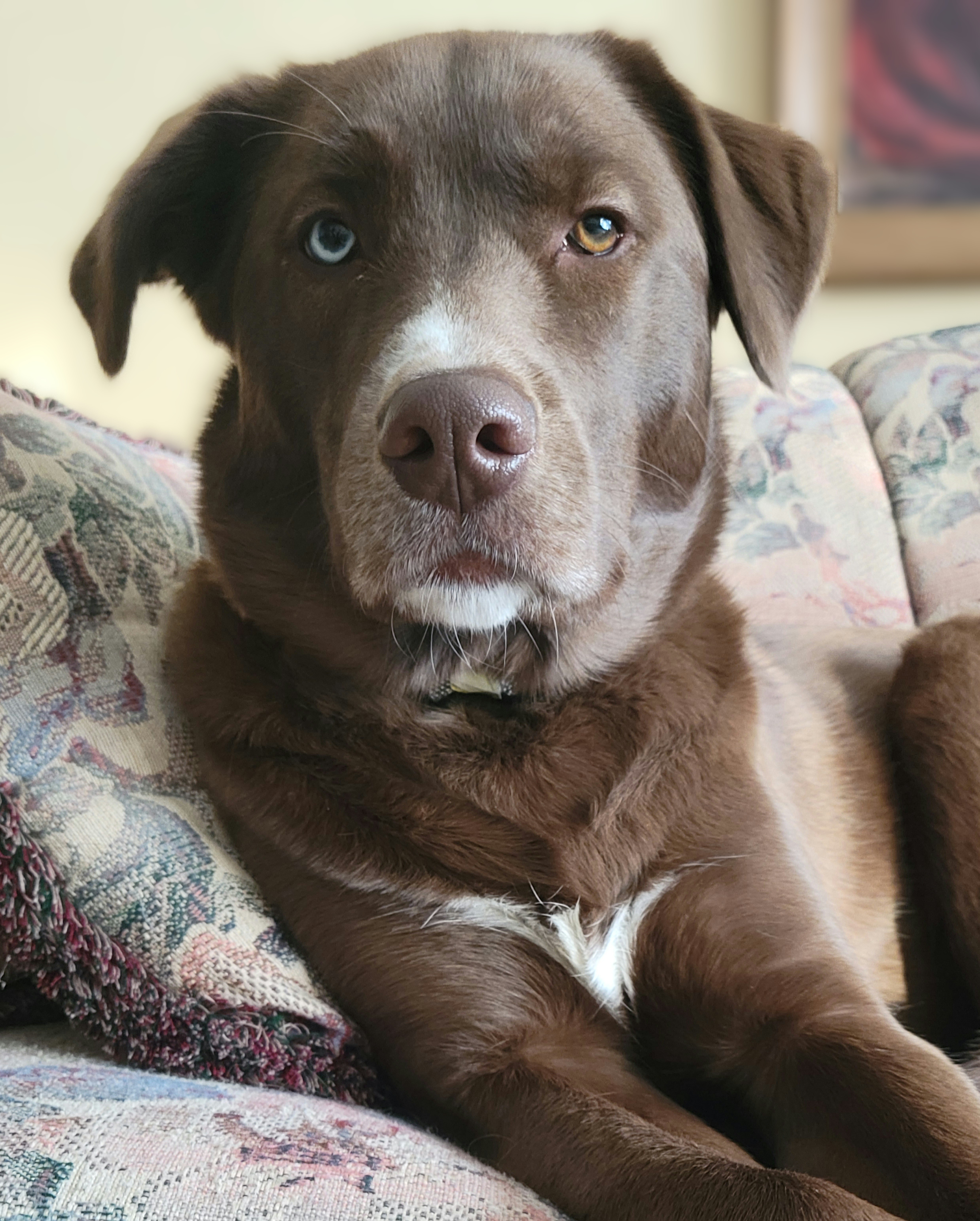 Koda