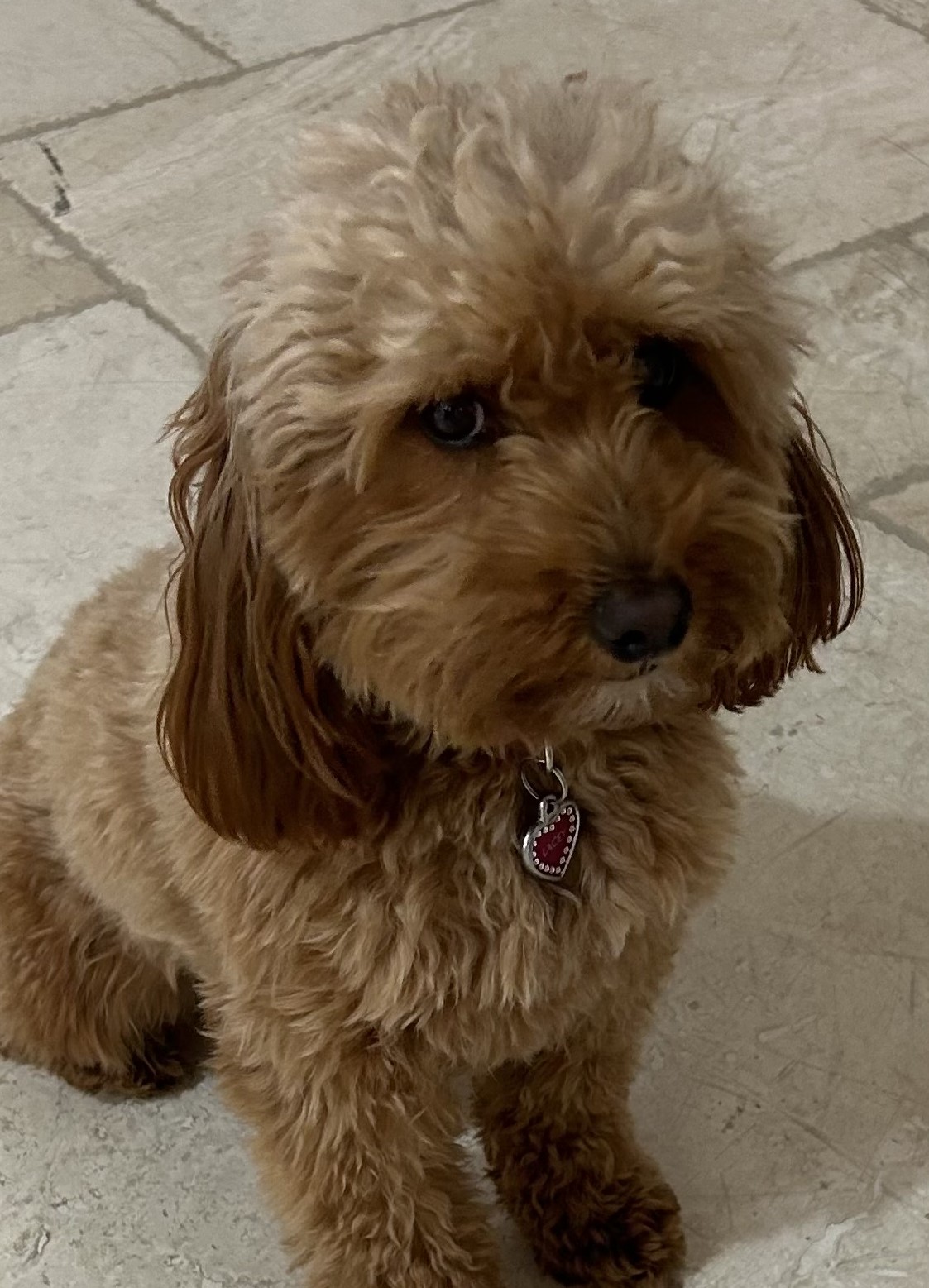 Lacey