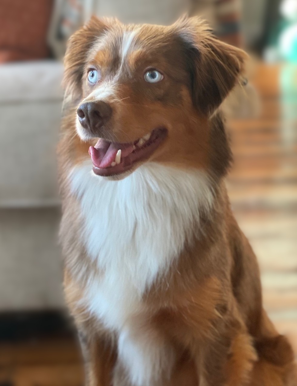Leo